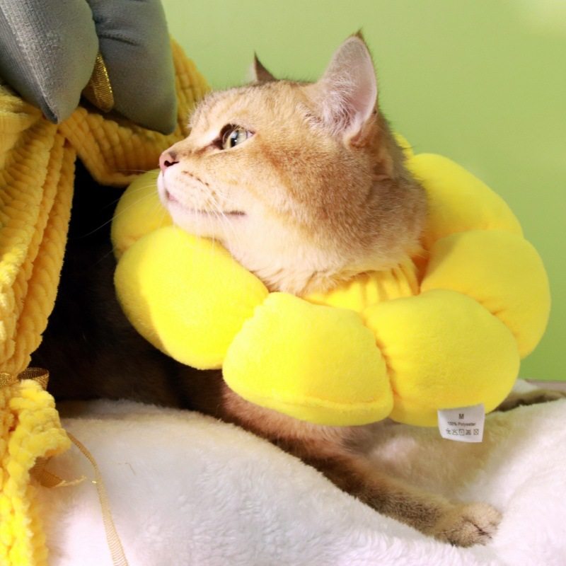 伊丽莎白项圈防抓挠防咬猫咪绝育猫项圈宠物用品可调节伊丽莎白圈,淘宝优惠券,粉丝福利购,淘宝优惠卷