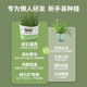 Parrot malt grass grain barley seed bird grass box