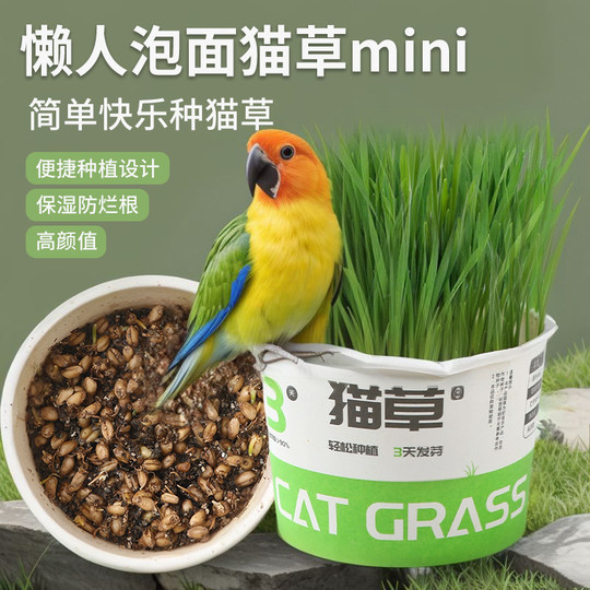 Parrot malt grass grain barley seed bird grass box