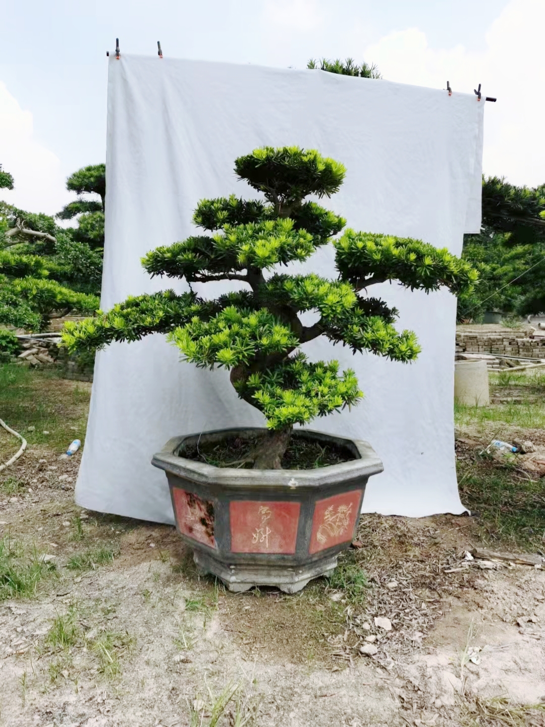 大型罗汉松盆景室内客厅盆栽庭院罗汉松树桩绿植台湾金钻迎客松 - 图0