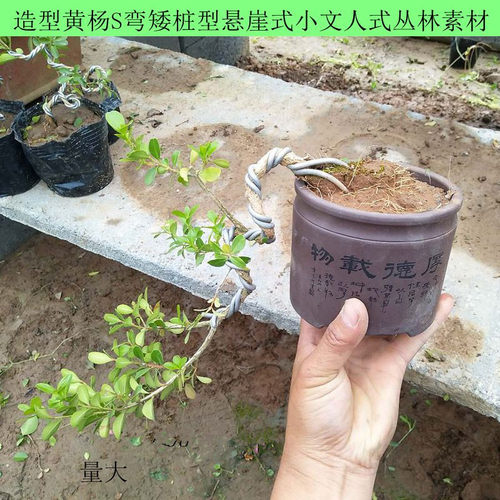 黄杨盆景树桩 小叶瓜子黄杨盆栽 悬崖造型小绿植瓜子黄杨实物拍 - 图2
