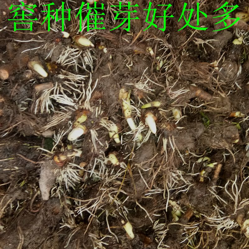 正宗广西荔浦芋头种子苗槟榔香芋紫藤香芋种子芋头仔现挖现卖包邮 - 图0