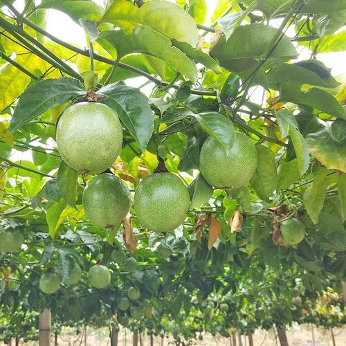 纯甜钦蜜9号黄金百香果嫁接苗四季爬藤百香果树当年结果盆栽地栽 - 图3