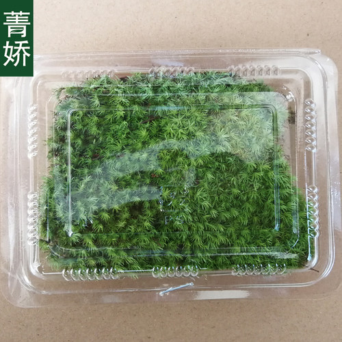 菁娇 新鲜白发苔藓 创意微景观生态瓶 DIY小白发藓植物材料 - 图2