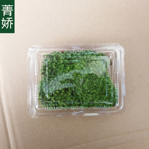 菁娇 新鲜白发苔藓 创意微景观生态瓶 DIY小白发藓植物材料 - 图0