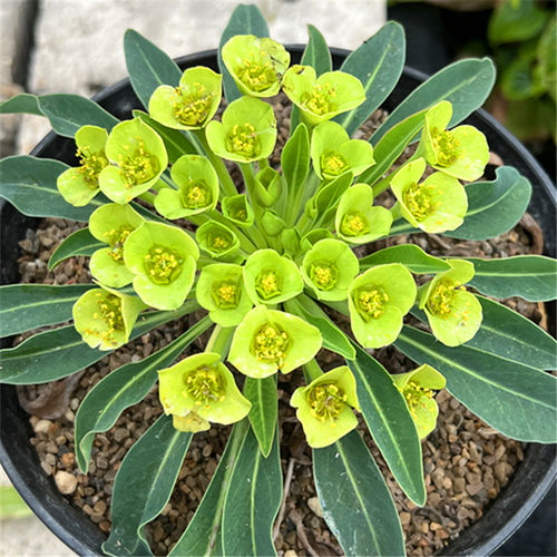 进口多肉植物 铁甲麒麟白桦麒麟峨眉山一物一拍块根包邮顺丰 - 图1