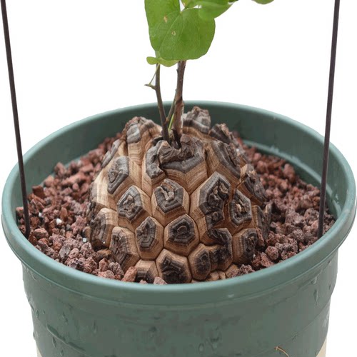 南非龟甲龙一物一拍盆栽爬藤块根多肉植物带盆栽好包邮发货顺丰 - 图3