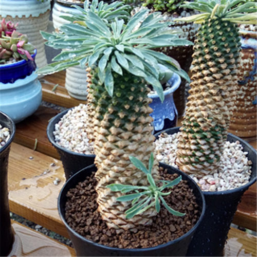 进口多肉植物 铁甲麒麟白桦麒麟峨眉山一物一拍块根包邮顺丰 - 图0