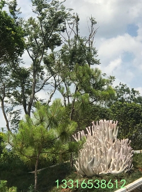 定制植物公园树脂大型仿真青头蘑菇羊肚菌子屋模型玻璃钢菌菇雕塑