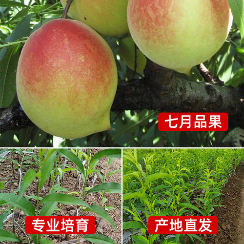 正宗广东连平鹰嘴桃苗红花嫁接鹰嘴蜜桃苗包成活桃树苗南北方可种 - 图0