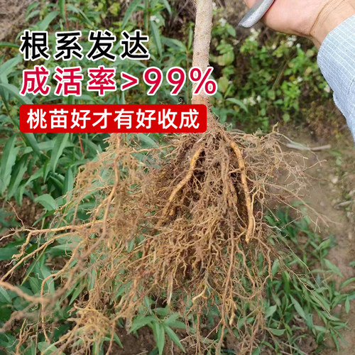 正宗广东连平鹰嘴桃苗红花嫁接鹰嘴蜜桃苗包成活桃树苗南北方可种 - 图2