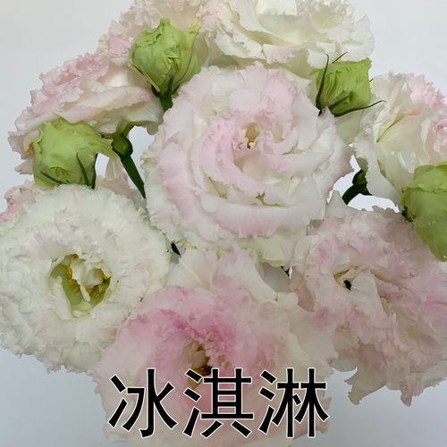 洋桔梗鲜花花束云南昆明基地直发速递同城配送生日家用插花水养花 - 图3
