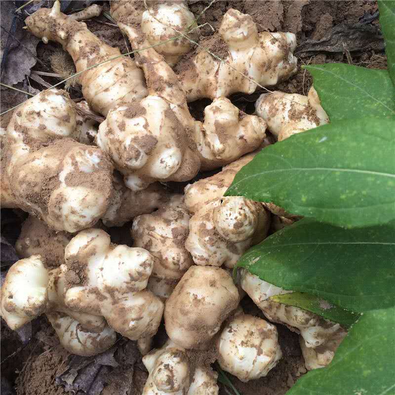 当季现新鲜 洋姜 鬼子姜 姜不辣 甜阳菊芋姜农家蔬菜腌菜酱菜泡菜 - 图2