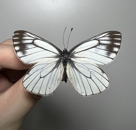 暗色绢粉蝶 aporia bieti02oberthür未展翅原蝶标本真蝴蝶