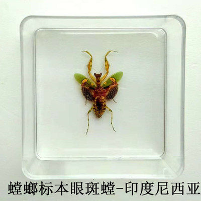 昆虫标本蝴蝶标本昆虫蝴蝶真虫透明盒幼儿园学校教学独角仙 虎窝淘