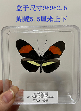 蝴蝶标本昆虫生日礼品div透明