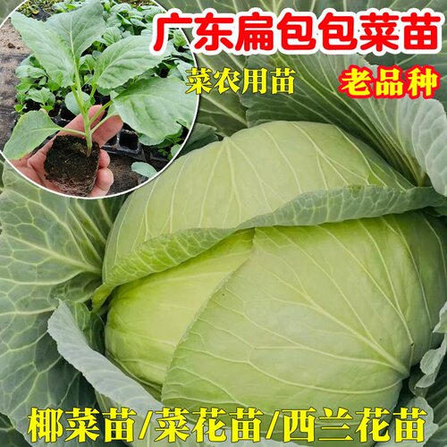 蔬菜苗大全秧苗带土带根发货平包菜秧苗四川莲花白西兰花菜苔幼苗 - 图1