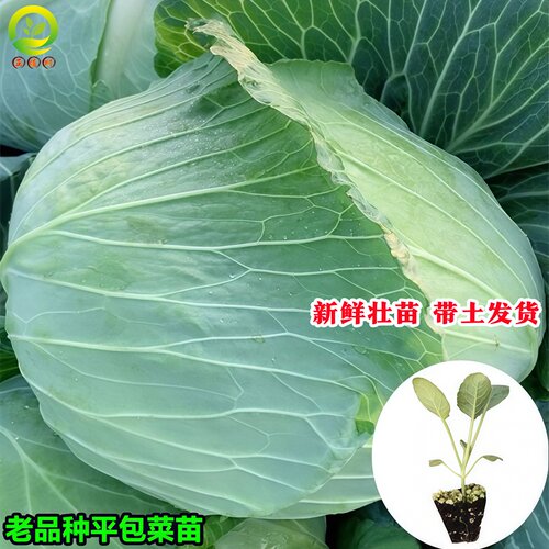 蔬菜苗大全秧苗带土带根发货平包菜秧苗四川莲花白西兰花菜苔幼苗 - 图3