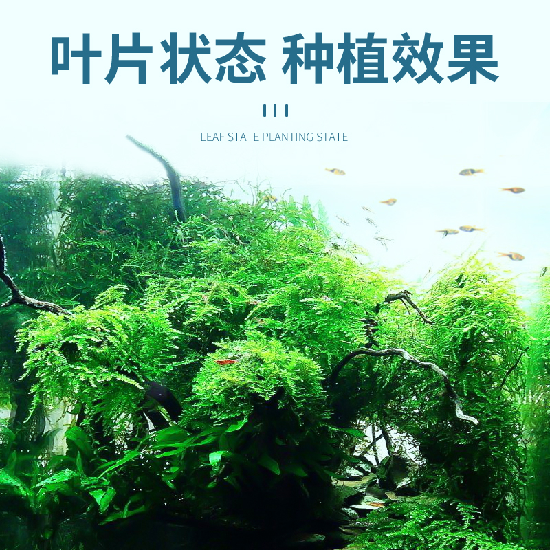 鱼缸活体水草籽阴性造景植物红波趴地矮珍珠懒人水榕沉木淡水莫斯-图2