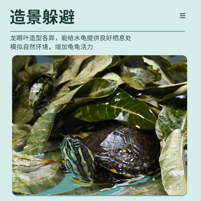 yee乌龟鱼缸养龟龙眼叶懒人叶降酸斗鱼缸ph值调节龟缸躲避免煮,淘宝优惠券,粉丝福利购,淘宝优惠卷