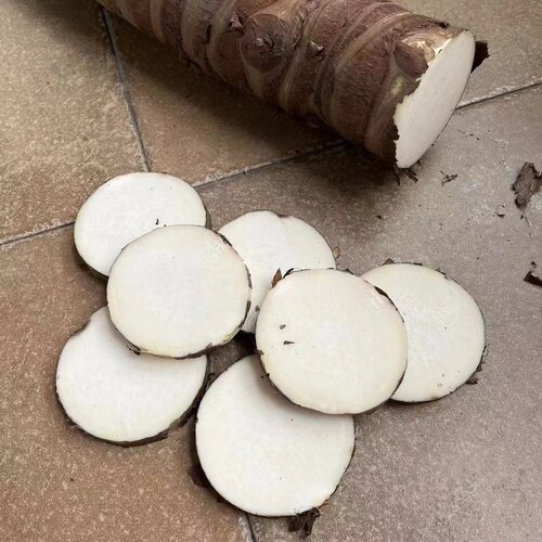 滴水观音艾灸 深山艾灸药用老桩 正宗野生海芋尖尾芋当天砍当天发 - 图2