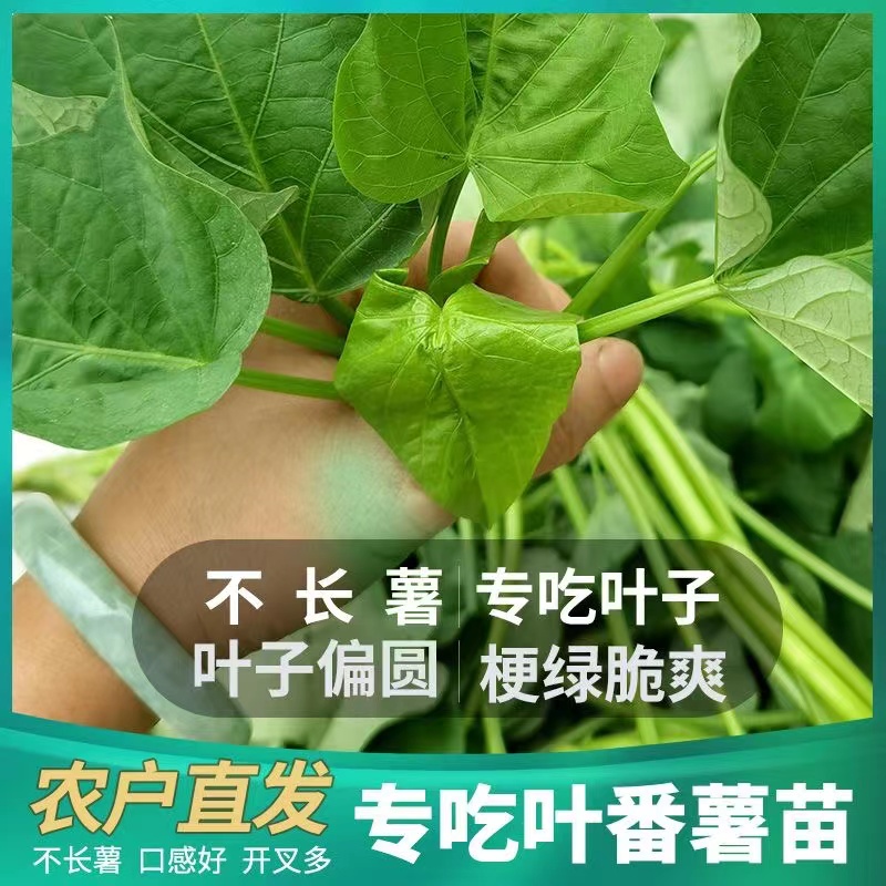 食叶型红薯叶苗广西专吃叶子的地瓜叶食用番薯叶红苕苗秧种植蔬菜-图1