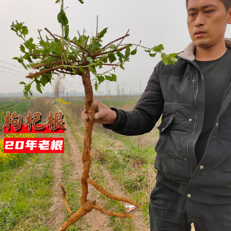 现挖新鲜山生枸杞根地骨皮枸杞子根枸杞子茶250G买4送1包邮瘘管 - 图2