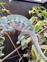 High Canopy Chameleon Pet Young new Hand Entry Level Large small climbing Canopy Rainforest Cylinder Building