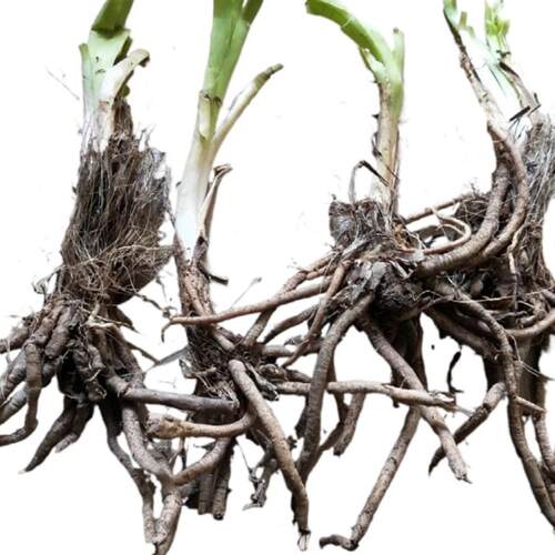 优质黄花菜种苗种植苗食用黄花菜苗根金针菜苗现挖现卖四季可种植 - 图3