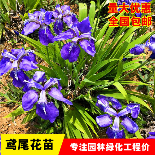 鸢尾花苗庭院道路绿化苗蝴蝶兰苗盆栽蓝花鸢尾苗素心兰花地被植物 - 图1