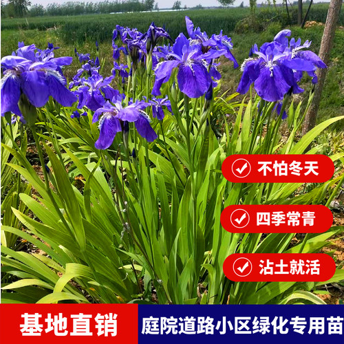 鸢尾花苗庭院道路绿化苗蝴蝶兰苗盆栽蓝花鸢尾苗素心兰花地被植物 - 图0