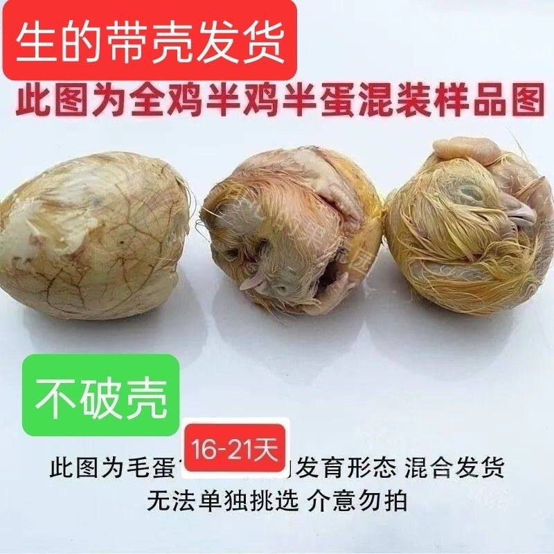 新鲜21天毛鸡蛋微啄壳全鸡毛蛋全喜蛋百分百发育完整介意碎壳慎拍