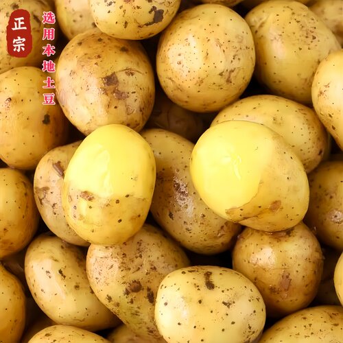 陕西特产安康洋芋酱家乡香辣土豆酱微辣洋芋丁丁酱炒肉酱下饭500g - 图0