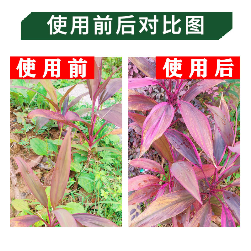 朱蕉肥料红叶朱蕉朱竹专用肥料营养液家用室内阳台盆栽植物有机肥,淘宝优惠券,粉丝福利购,淘宝优惠卷