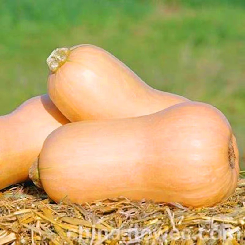 揭阳农研奶油南瓜Butternut Squash10粒6元原厂彩包（28元包邮） - 图1