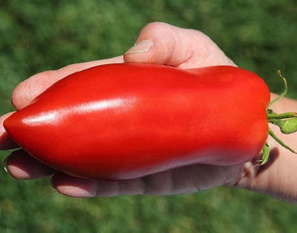 意大利传家宝圣马扎诺 San Marzano Lungo自留种子5粒4元28包邮 - 图1