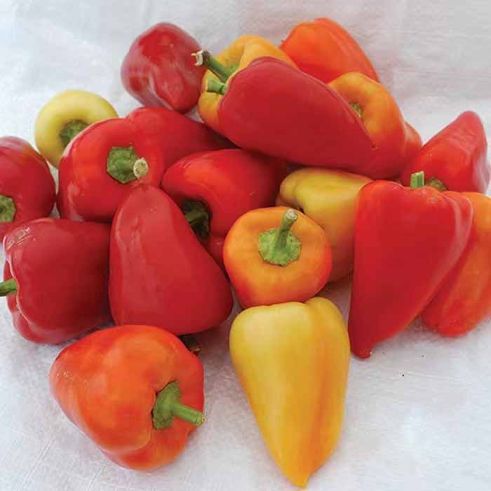 传家宝Red Belgian pepper红色比利时甜辣椒自留种10粒5元 - 图0