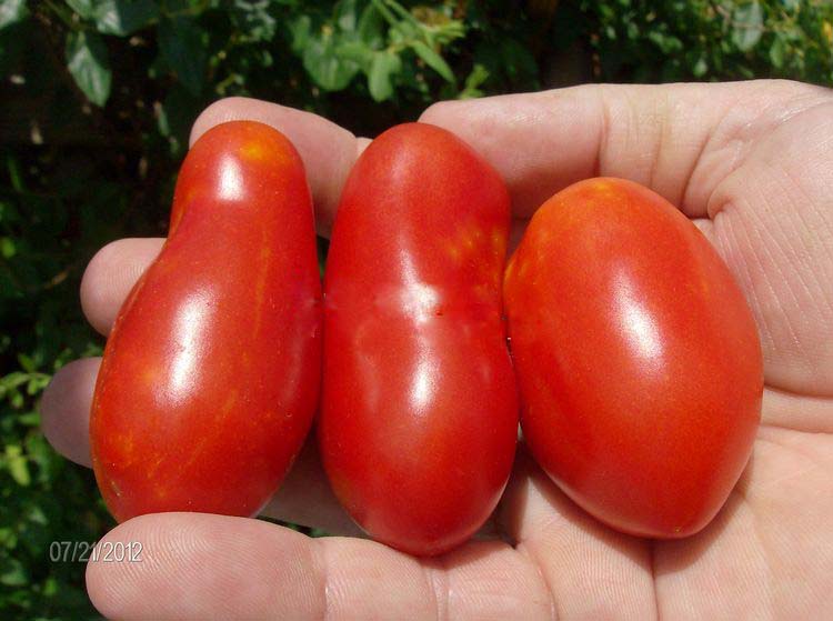 意大利传家宝圣马扎诺 San Marzano Lungo自留籽10个5元28包邮 - 图0