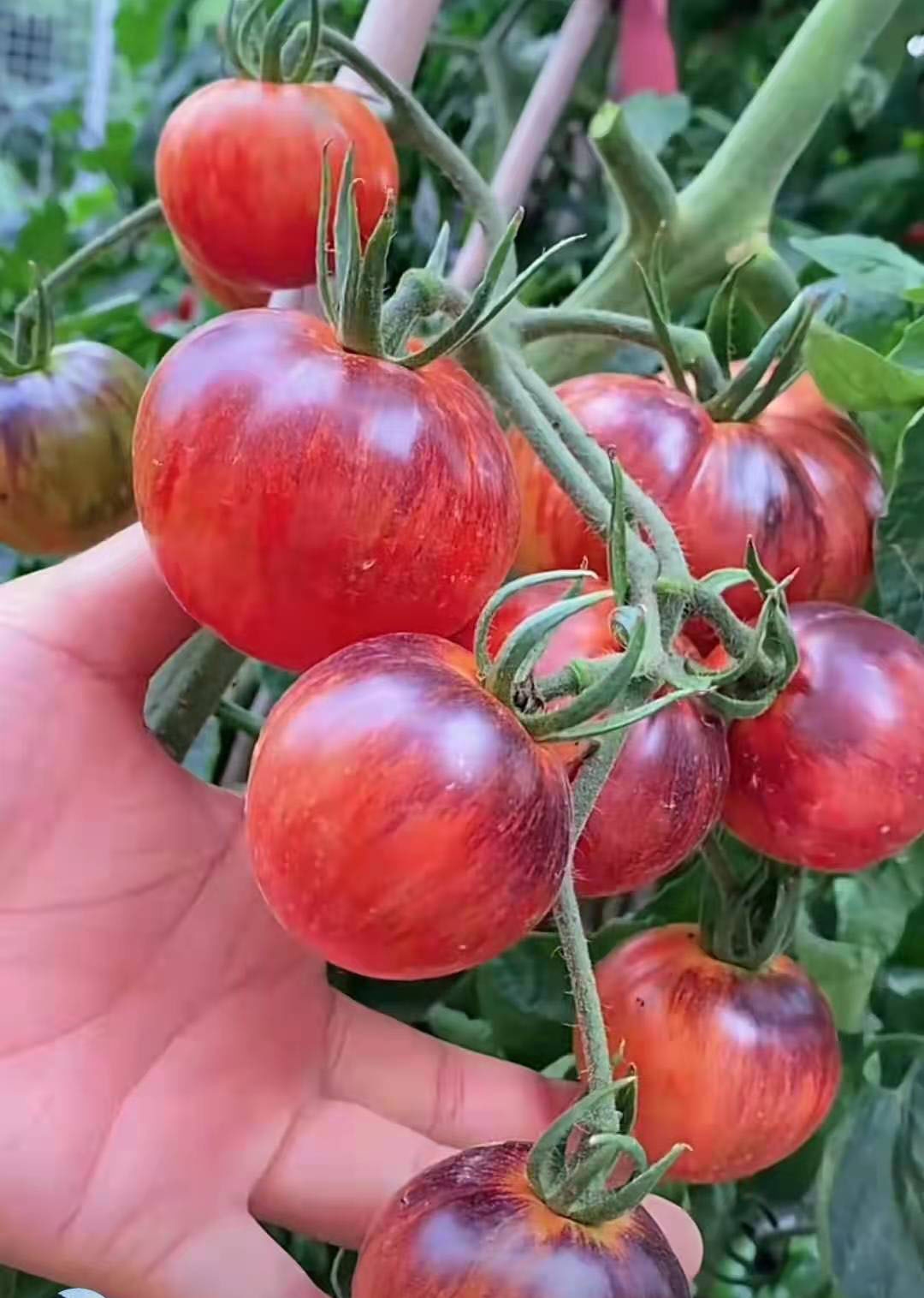 小番茄合集五万花茼绿博士白醋栗深夜零食原子日靛蓝玫瑰甜百万 - 图2