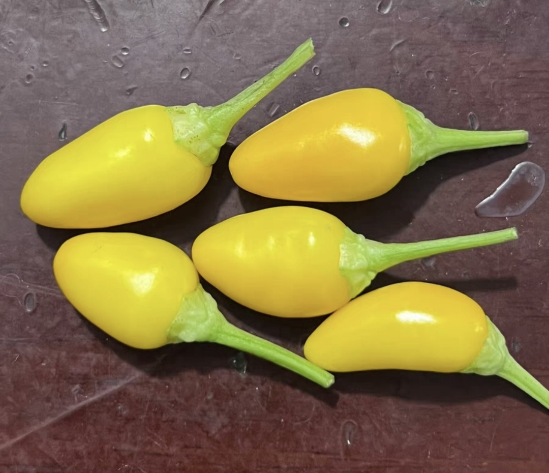 传家宝萨尔萨舞曲辣椒种子4粒6元黄色朝天椒满28元包邮 - 图1