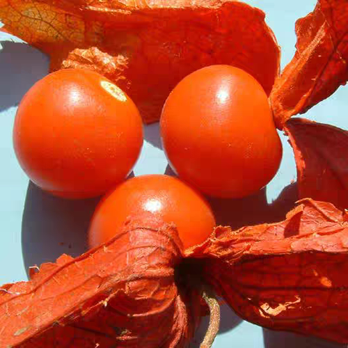 菇娘合集粒粒甜黄菇娘紫菇娘红菇娘俄罗斯大菇娘 - 图3