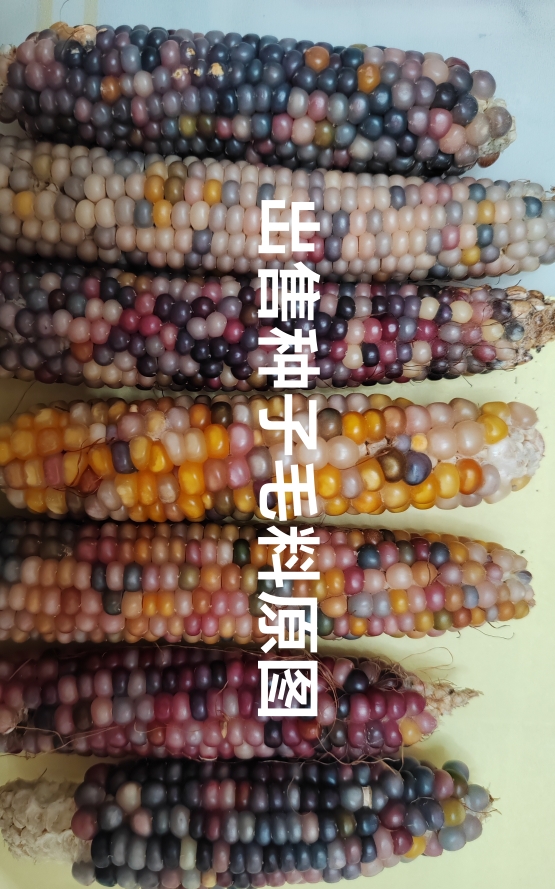 传家宝宝石玉米Glass Gem Corn15粒5元 大小粒品种混合28元包邮 - 图3