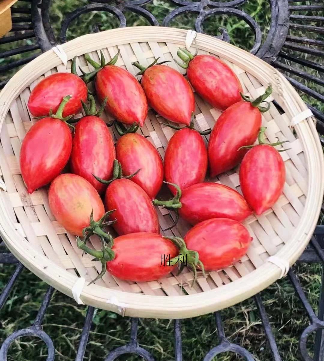 小番茄合集五万花茼绿博士白醋栗深夜零食原子日靛蓝玫瑰甜百万 - 图1