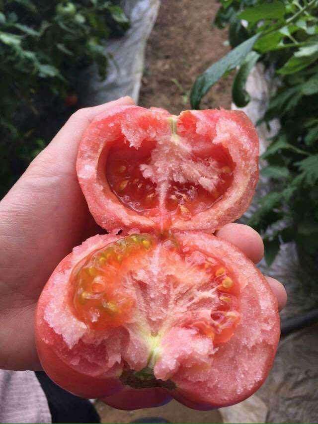 揭阳农研潮汕老品种马蹄大蕃茄籽 原包分装10粒5元（28包邮）,淘宝优惠券,粉丝福利购,淘宝优惠卷