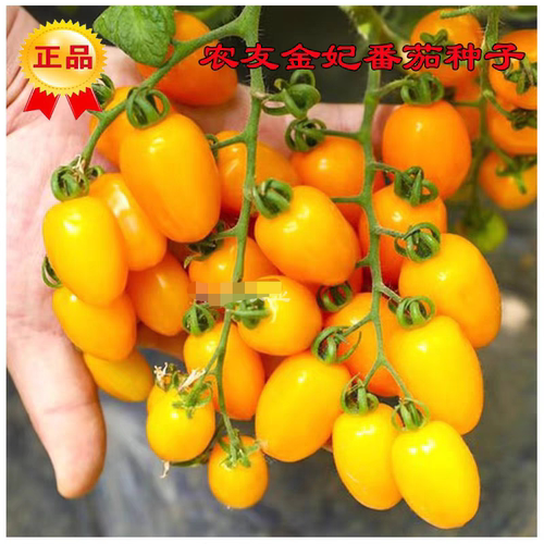 F1台湾农友金妃小番茄种子5粒5元耐青枯黄色圣女果樱桃番28元包邮 - 图3