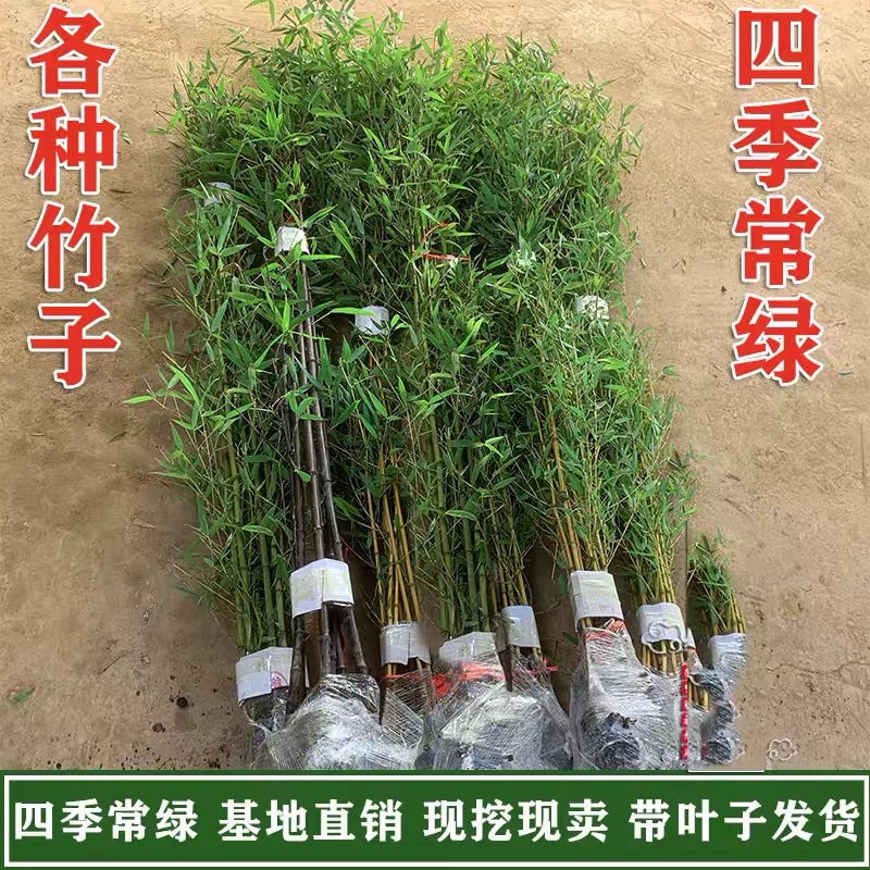 耐寒竹子苗四季常青庭院植物观赏大型竹子盆栽紫竹苗黄金竹罗汉竹-图2