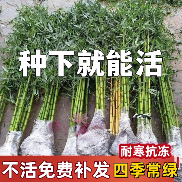 耐寒竹子苗四季常青庭院植物观赏大型竹子盆栽紫竹苗黄金竹罗汉竹-图1