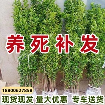 Hokkaido Huangyang Miao Cong Sheng Hokkaido Wall Fence Plant Pharayano Sapiens 4 Seasons evergreen and cold winter Qingmiao