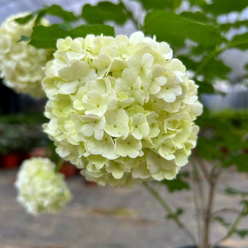 欧洲木绣球 玫瑰绣球花苗盆栽花 阳台庭院花园可种植花卉耐寒耐热 - 图0