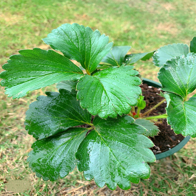 巧克力草莓苗盆栽 南北方可种植四季开花 阳台庭院花园食用水果苗 - 图0